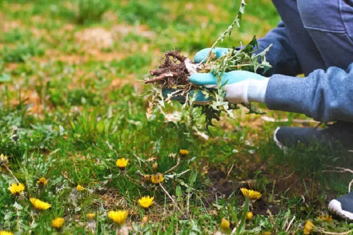 How to clear a yard full of weeds Bend, OR