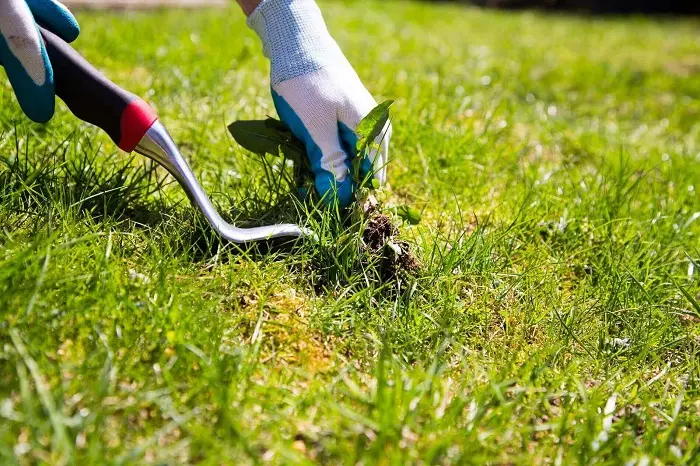 How to clear a yard full of weeds in Bend, OR